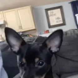Jack Chi