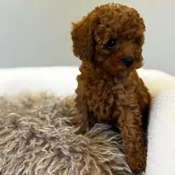 Toy poodle