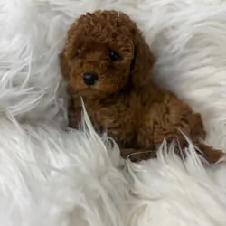 Toy poodle