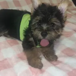 Yorkie male