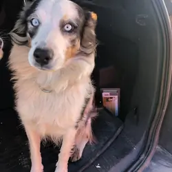 Mini Australian Shepherd Great Pyrenees