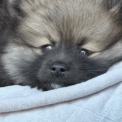 Puppy-Pomeranian