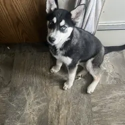 Puppies