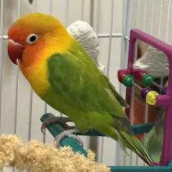 Love bird
