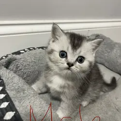 7 weeks Scottish Kittens