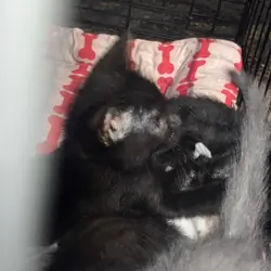 Kitten