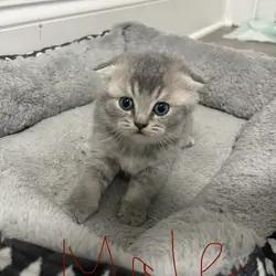 7 weeks old Scottish girl and boys