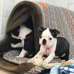 AKC Boston Terrier Puppies Traditional Black $ Tan