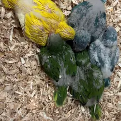 Baby Quaker Parrots