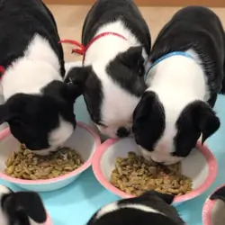 Cute Boston Terrier Puppies