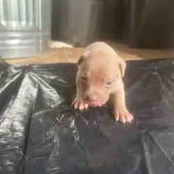 American bully