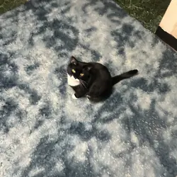 I have 2 male cats 1   1/2 years old some shots  a