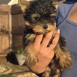 Yorkie male