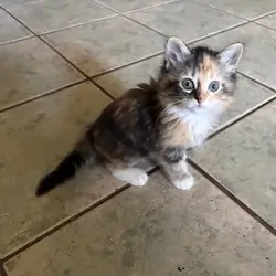 Kitten 8 weeks old