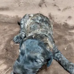 puppy