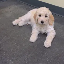 Goldendoodle Puppies