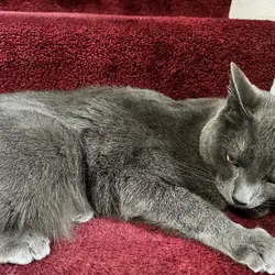 Sweet Russian Blue