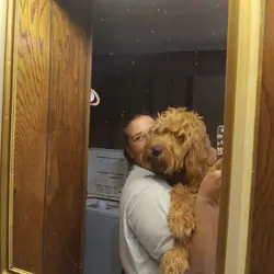 Goldendoodles mini