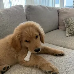 Cute golden retriever puppy