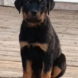 Rottweiler male puppy