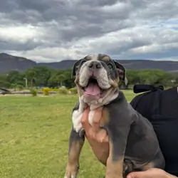 English Bulldog