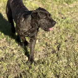 AKC Cane Corso - Grey Brindle - Female - 12 Months