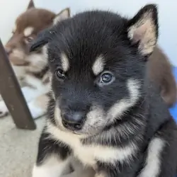 AKC Alaskan Malamute puppies