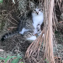 Mama kitten and 2 Kittens