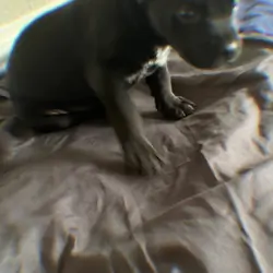 Puppy
