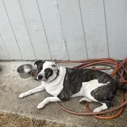 2yo Mixed Pup(s)