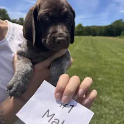 German Shorthaired Pointers