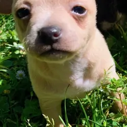 Male Chihuahua Puppy