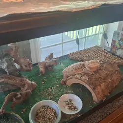 Bearded Dragon