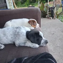 Puppys