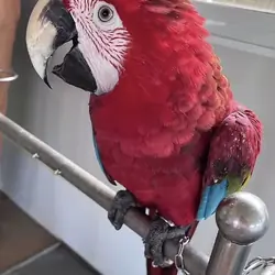 Blue & Red Macaw – Hand-Tamed & Talkative, Rehomin