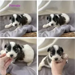 Mini toy schnauzer puppies
