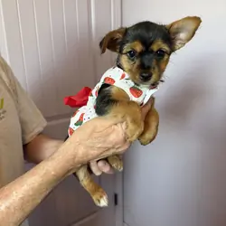 Registered Female Yorkshire puppies