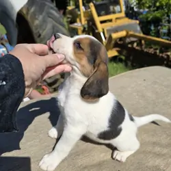 Sweet beagle pup