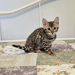Bengal kittens