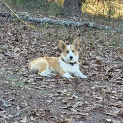 Corgi Puppies