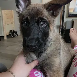 German Shepherd