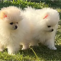 PURE POMERANIAN  2 BOYS 2 GIRLS