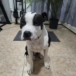 Pit Mix