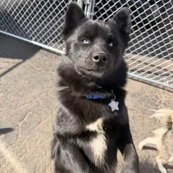 Pomsky Puppy - Thumper
