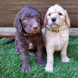 Sweet Goldendoodles