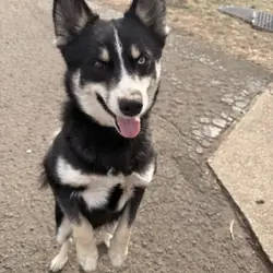 Pomsky Puppy - Boot