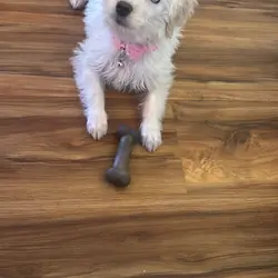Goldendoodle