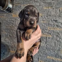 Dobermann