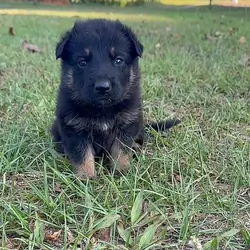 German Shepherd Puppies