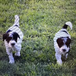 Mini Labradoodles